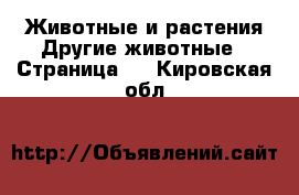 Животные и растения Другие животные - Страница 2 . Кировская обл.